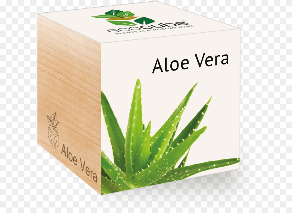 Ecobox Aloe Vera, Plant Free Transparent Png