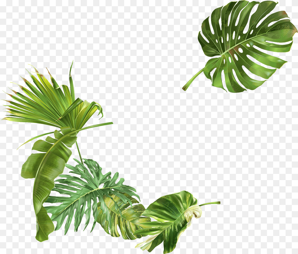Ecoedro Clip Art, Leaf, Plant, Green, Fern Png