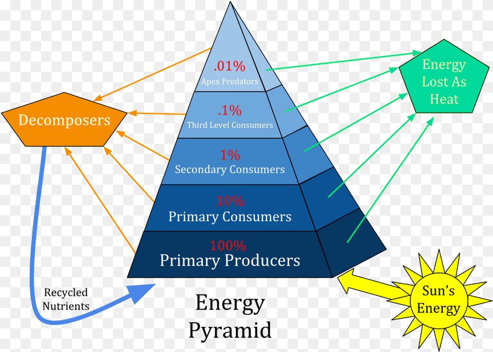 Ecological Pyramid, Triangle Free Png