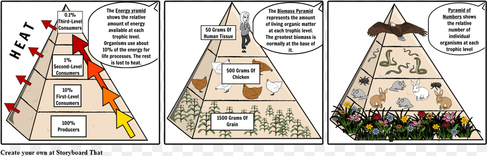 Ecological Pyramids Energy Pyramid With Chicken, Book, Comics, Publication, Person Free Png