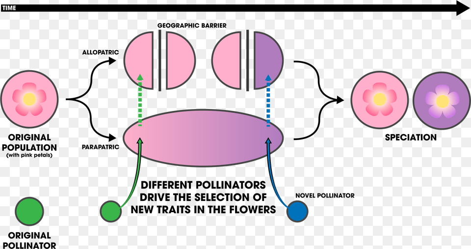 Ecological Speciation Schematic 2 Ecological Speciation, Nature, Night, Outdoors, Astronomy Free Png Download