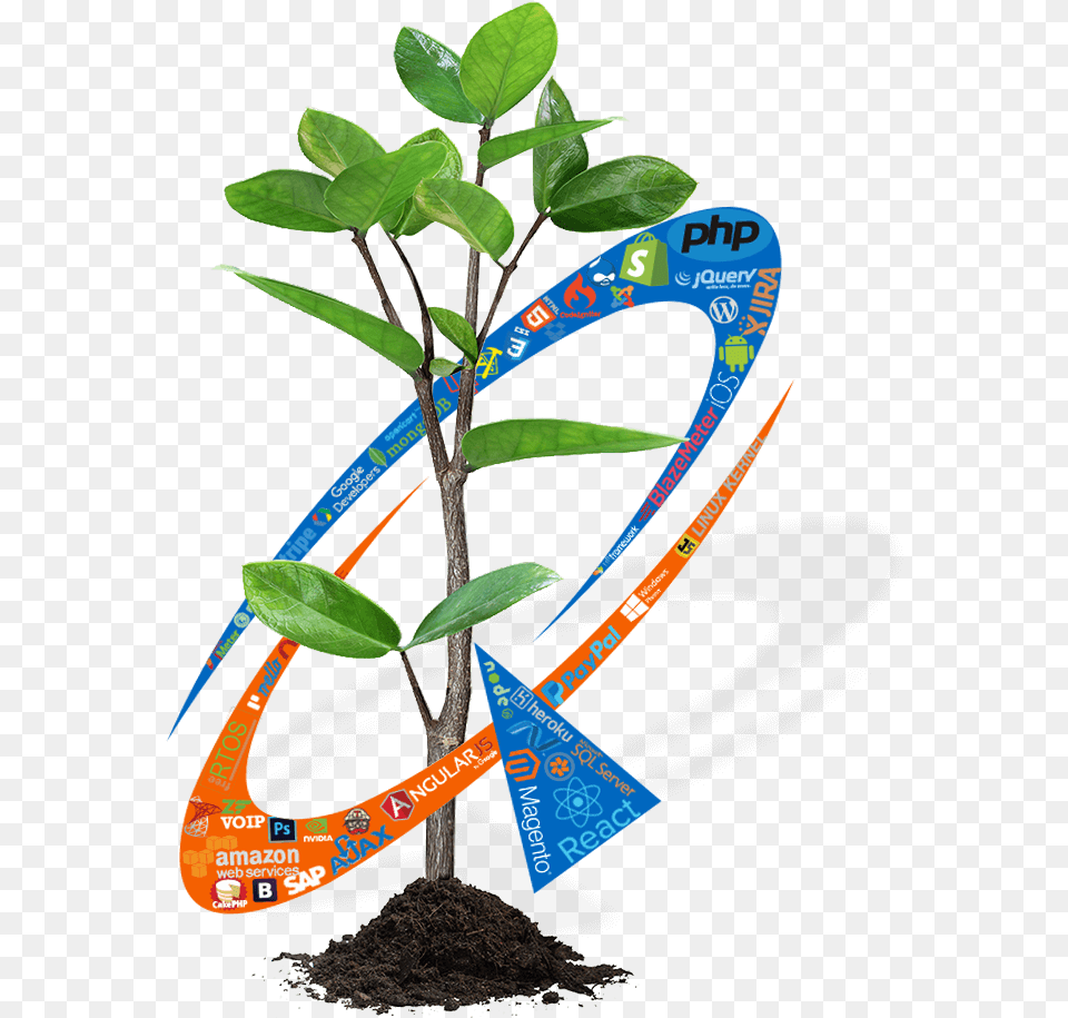 Ecommerce Website, Leaf, Plant, Potted Plant, Tree Free Transparent Png