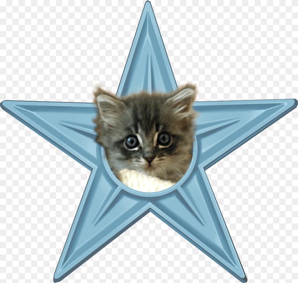 Economics In Our Daily Life, Star Symbol, Symbol, Animal, Cat Free Png Download
