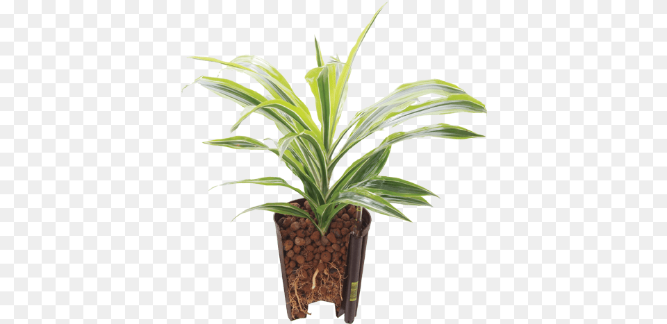 Ecoroot Houseplant, Plant, Potted Plant, Leaf, Soil Png Image