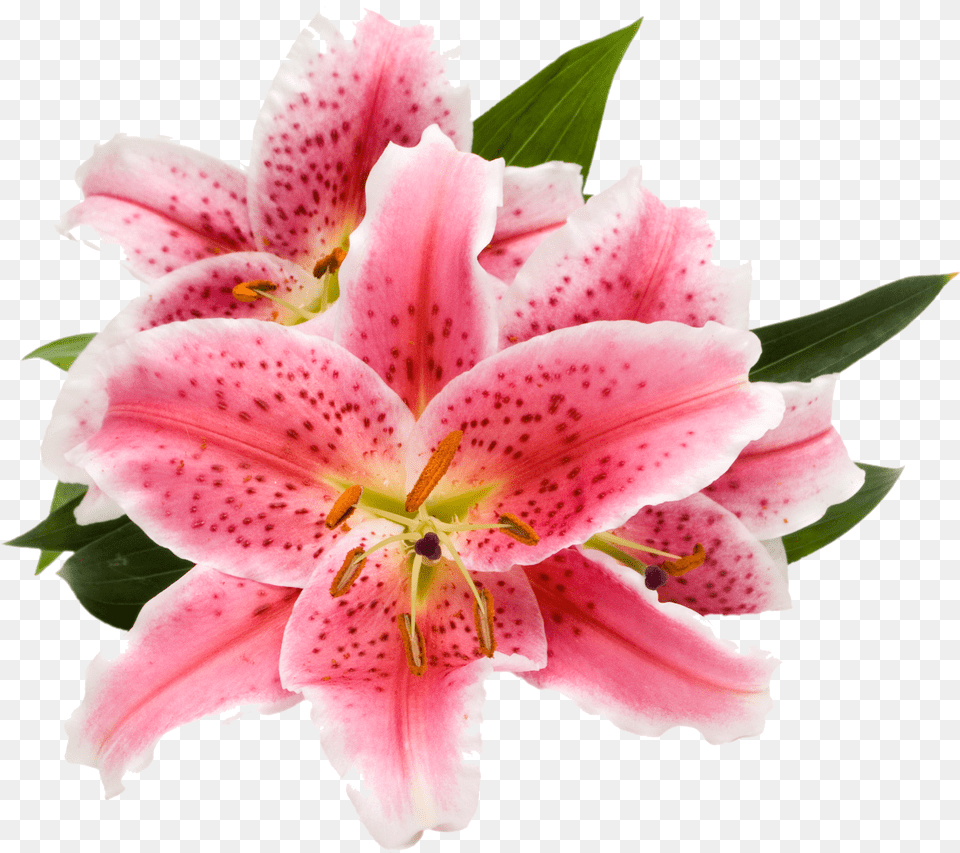 Ecoscents Stargazer Lily Wax Melts 3 Pack Pink Png Image