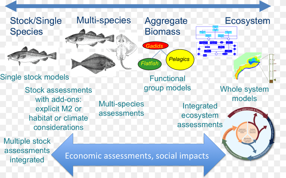 Ecosystem Model, Animal, Fish, Sea Life Free Transparent Png