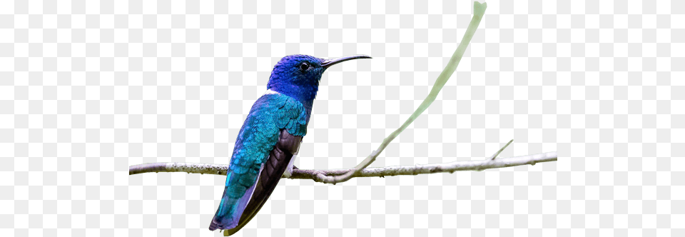 Ecuador Birdwatching Complete Birding Tour 16 Days Private Hummingbird, Animal, Bird, Beak, Bee Eater Free Png Download