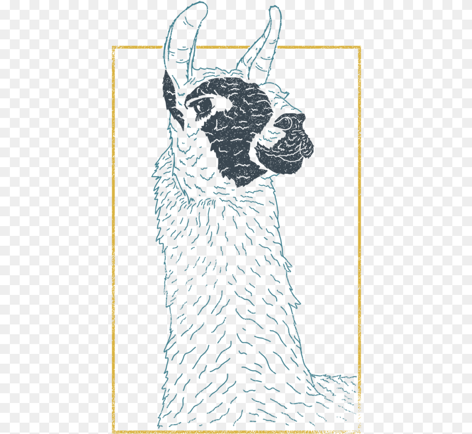 Ecuador Llama Llama, Adult, Animal, Female, Mammal Png Image