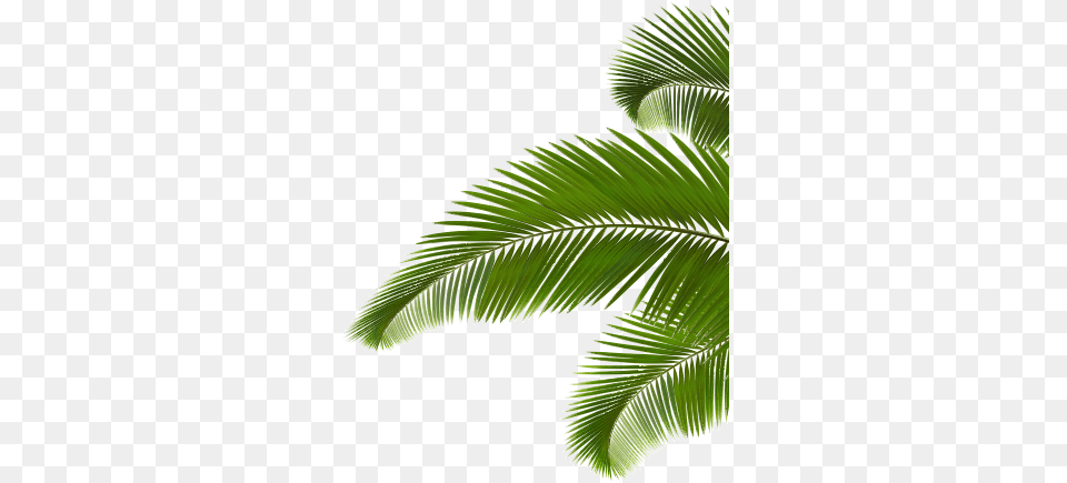Ed 10 V74 Images Palm Branch Coconut Leaves, Fern, Leaf, Palm Tree, Plant Png Image
