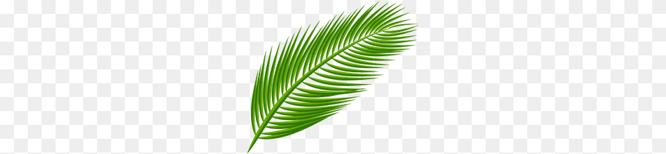 Ed Images Palm Branch, Leaf, Plant, Fern, Tree Free Transparent Png