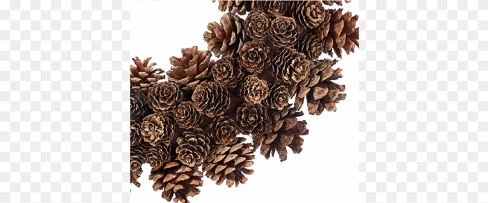Ed On Air 14quot Rustic Mixed Pinecone Wreath By Ellen, Conifer, Larch, Plant, Tree Png