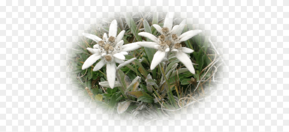 Edelweiss, Flower, Plant, Petal Free Png