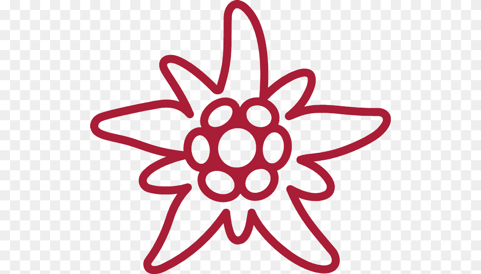 Edelweiss, Dahlia, Dynamite, Flower, Plant Free Png Download