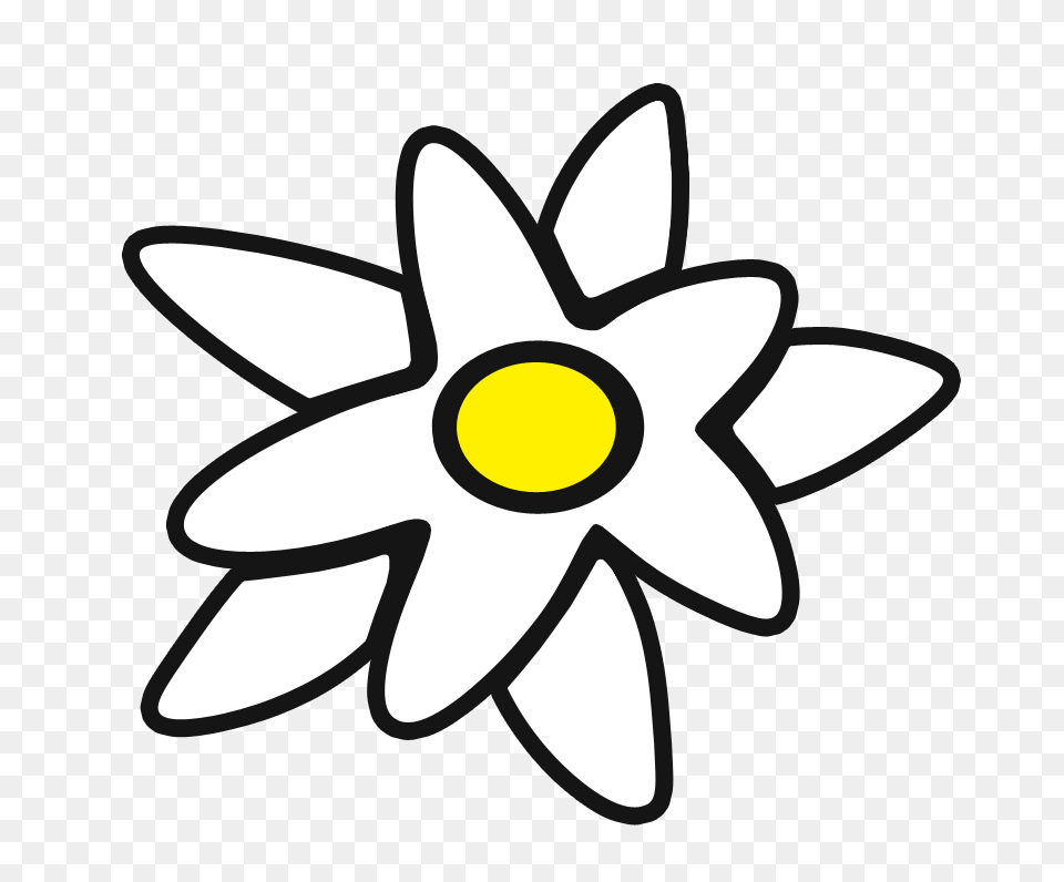 Edelweiss, Daffodil, Daisy, Flower, Plant Free Transparent Png