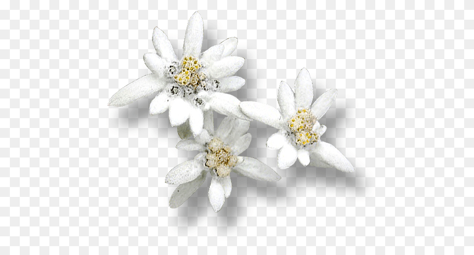 Edelweiss, Anther, Flower, Plant, Daisy Free Png
