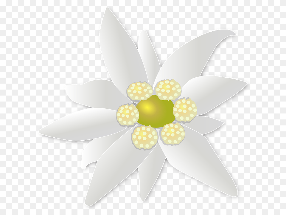 Edelweiss, Anemone, Plant, Daisy, Flower Free Png Download