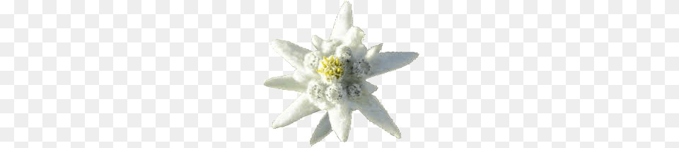 Edelweiss, Plant, Petal, Flower, Anther Png Image
