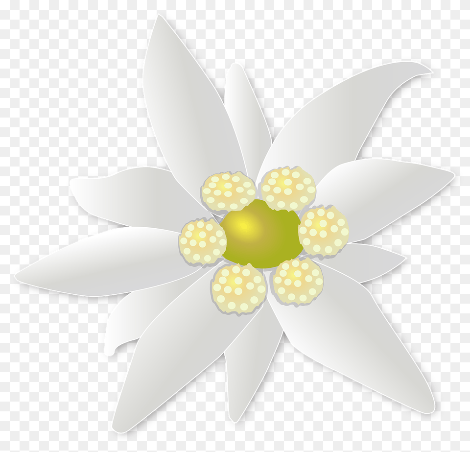 Edelweiss, Plant, Flower, Daisy, Anemone Free Transparent Png
