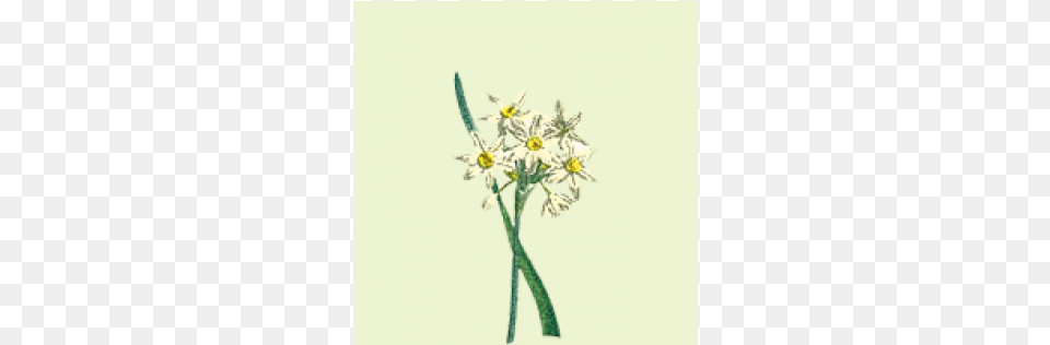 Edelweiss, Anther, Flower, Plant, Flower Arrangement Png