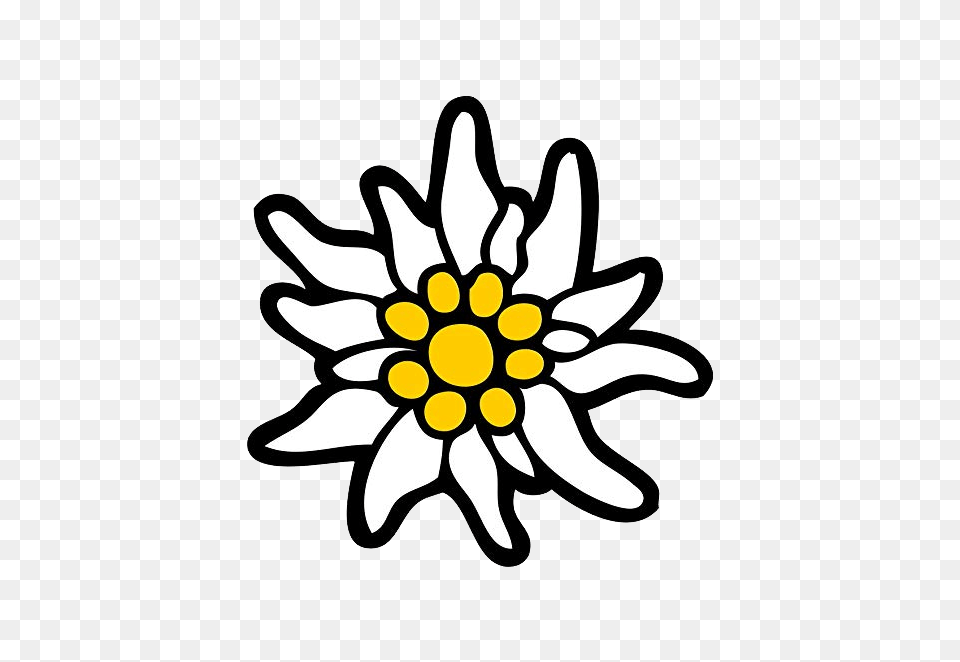 Edelweiss, Daisy, Flower, Plant, Dahlia Free Png Download