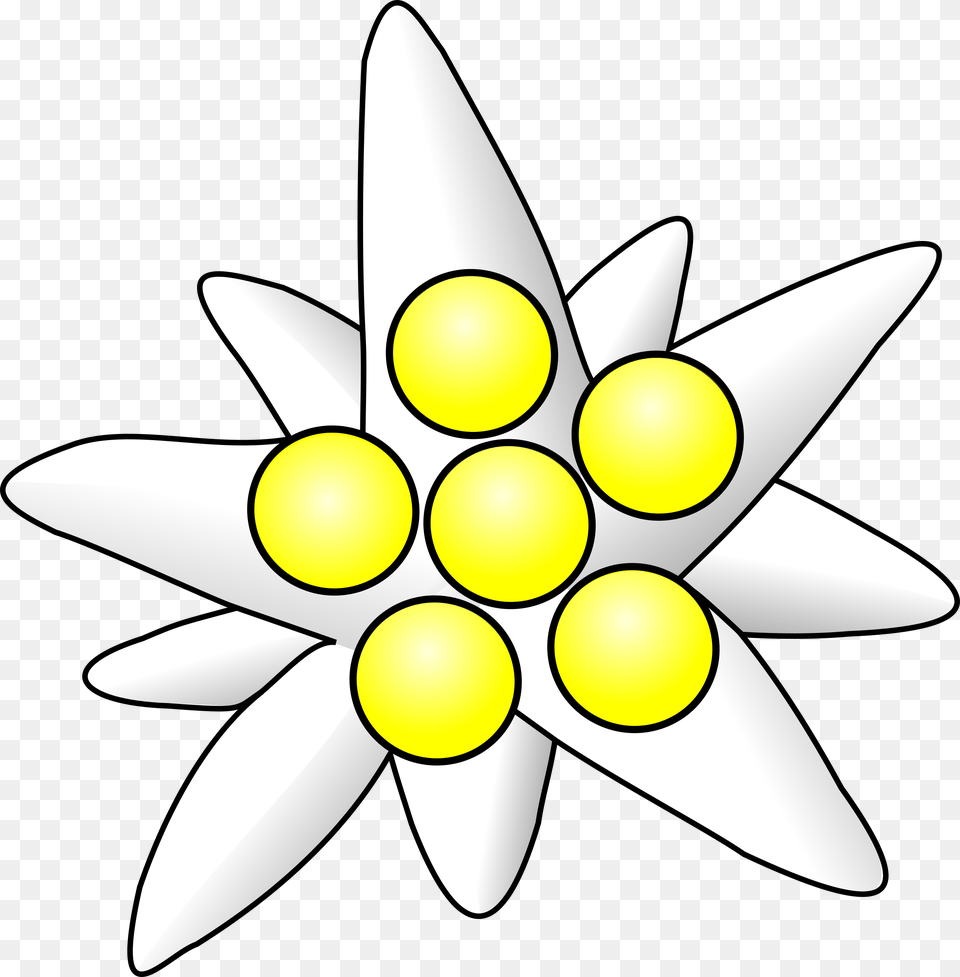Edelweiss, Daisy, Flower, Plant, Weapon Free Png