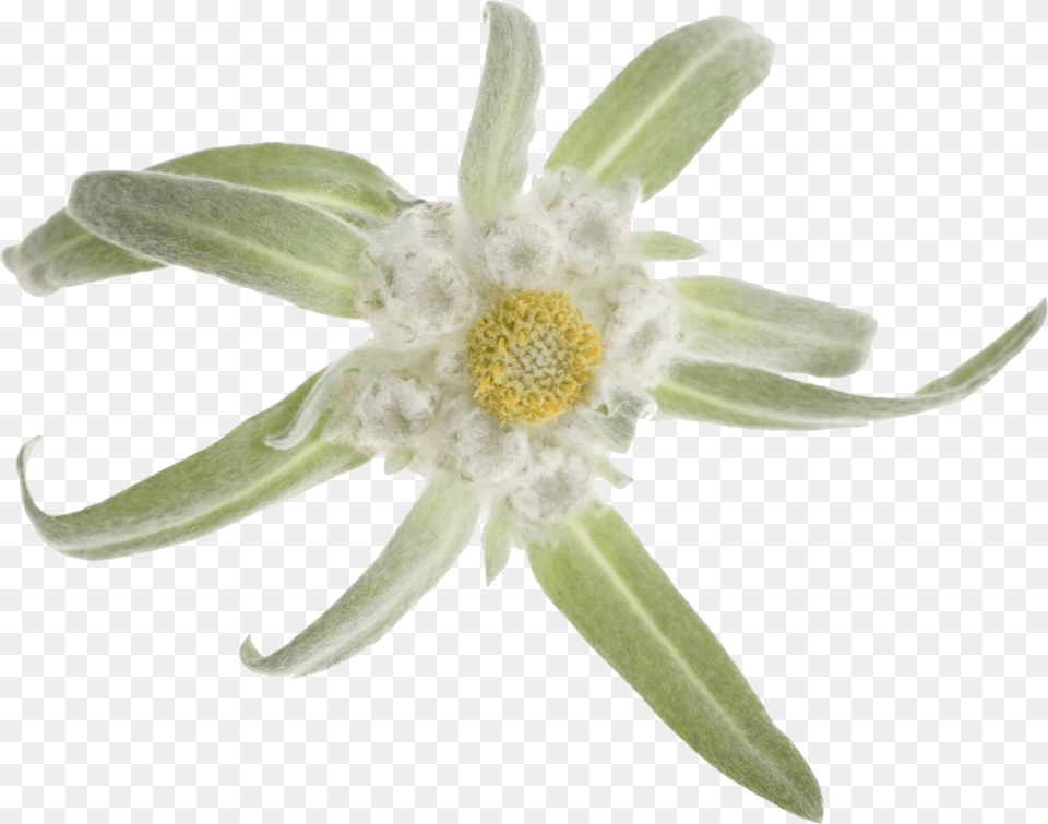 Edelweiss, Flower, Petal, Plant, Pollen Free Transparent Png