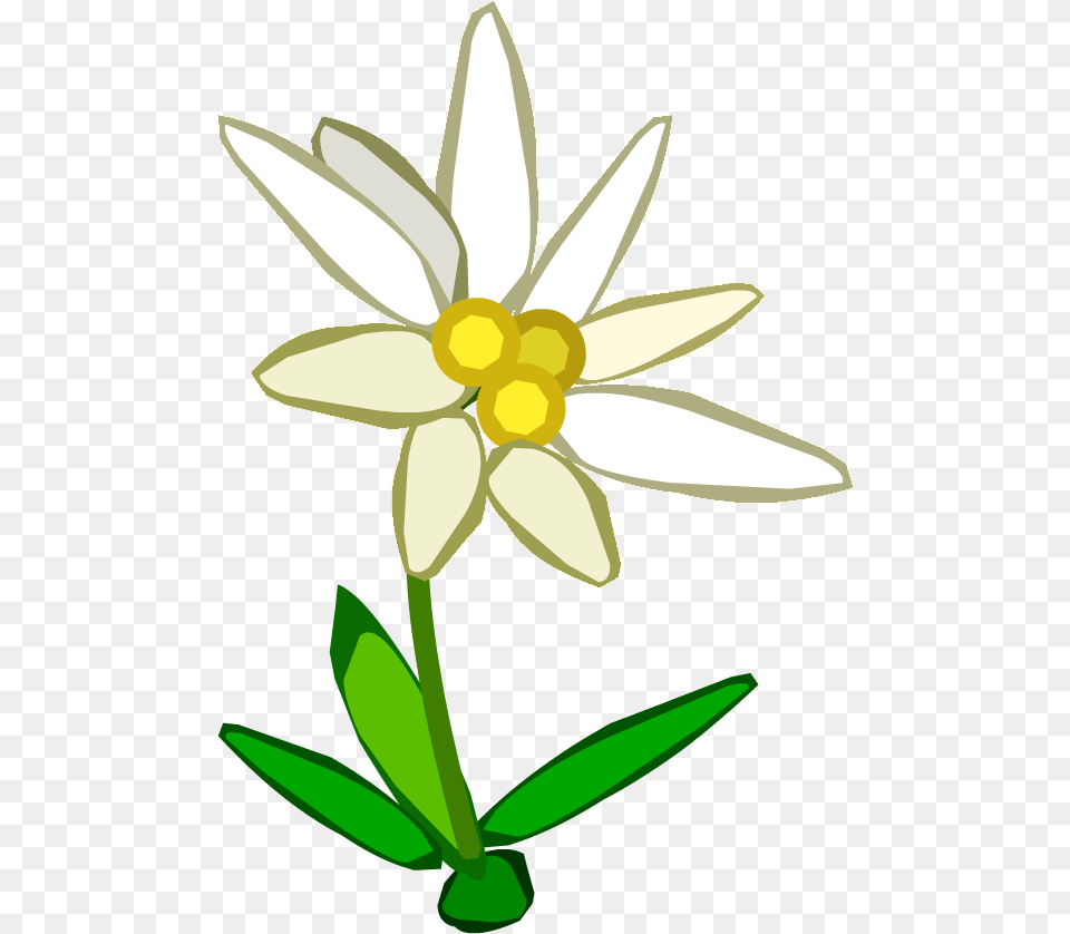 Edelweiss Edelweiss Clipart, Daffodil, Daisy, Flower, Plant Png