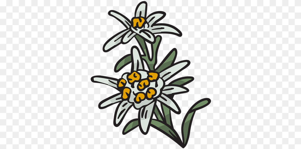 Edelweiss National Flower Switzerland Illustration Edelweiss, Plant, Daisy, Animal, Invertebrate Free Png