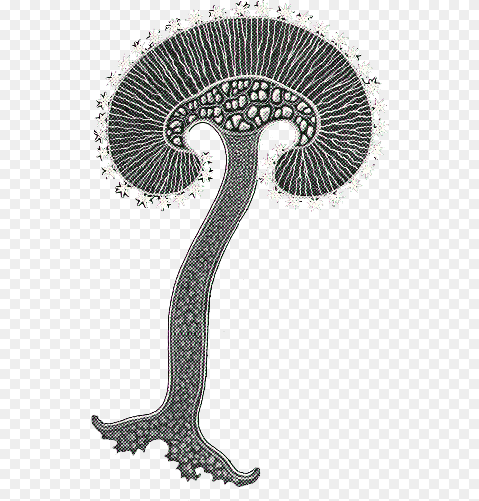 Edible Mushroom, Animal, Bird Png