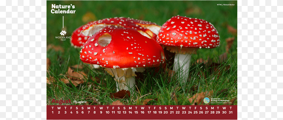 Edible Mushroom, Fungus, Plant, Agaric, Amanita Free Png Download