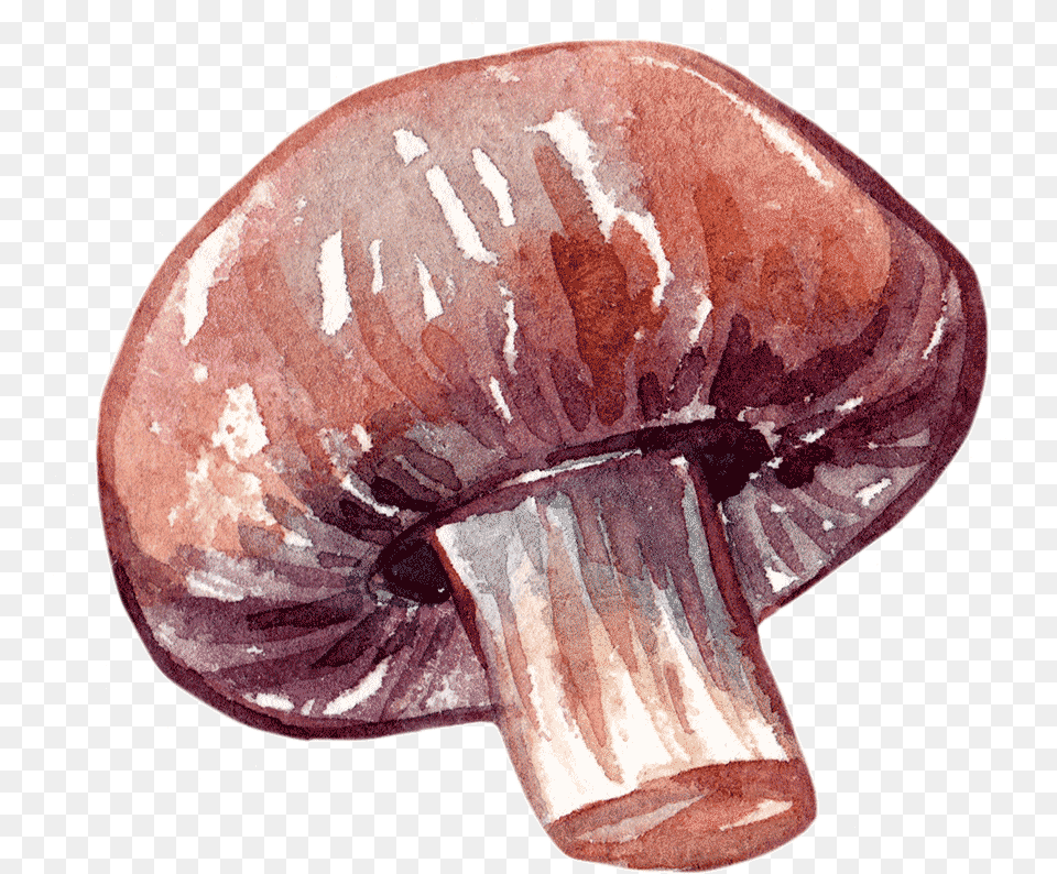 Edible Mushroom, Fungus, Plant, Agaric Free Png Download