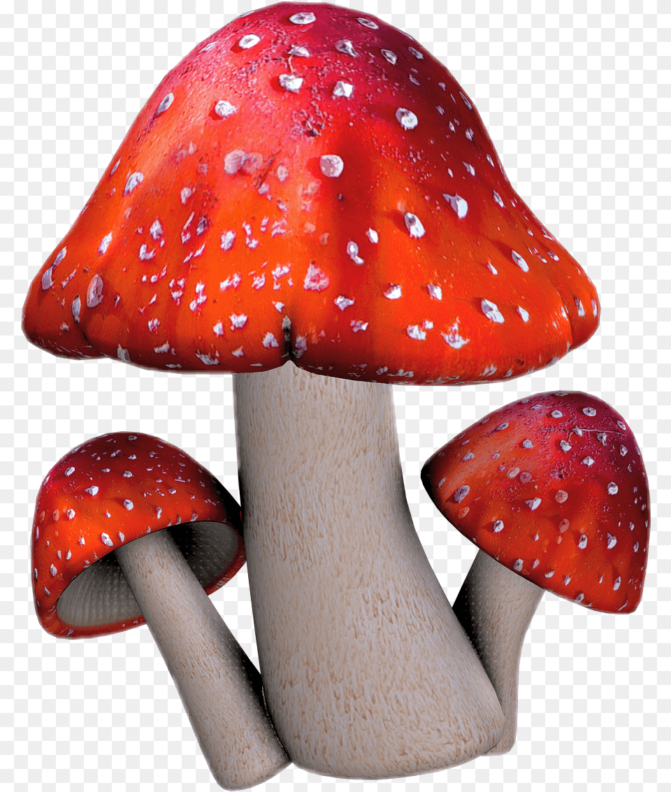 Edible Mushroom Clipart Toadstool, Fungus, Plant, Agaric, Amanita Png Image