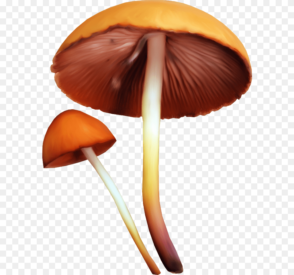Edible Mushroom Fungus Clip Art Mushroom, Agaric, Amanita, Plant Png Image