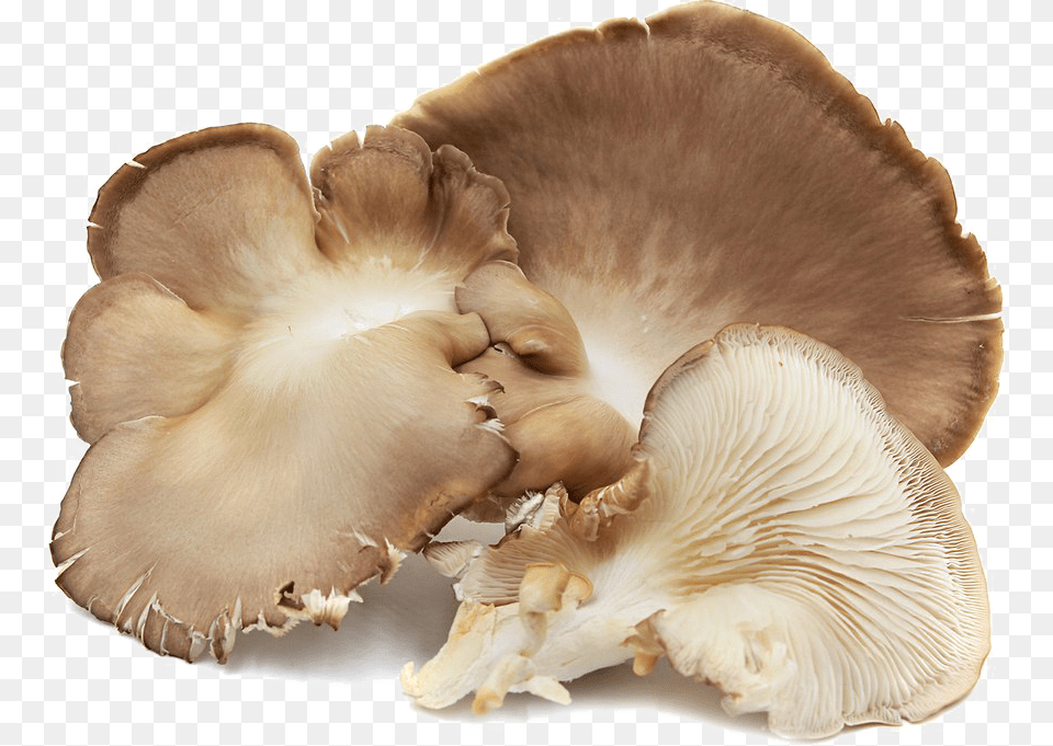 Edible Mushroom Background Mushroom Oyster Brown, Fungus, Plant, Agaric, Amanita Png Image
