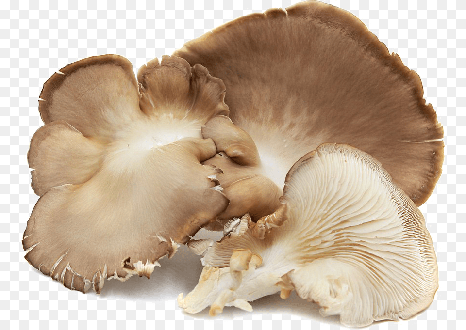 Edible Mushroom Background Oyster Mushrooms In Spanish, Fungus, Plant, Agaric, Amanita Png Image