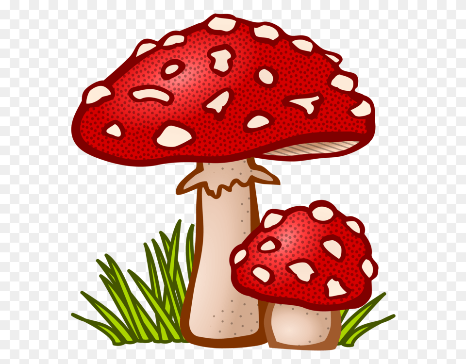 Edible Mushroom True Morels Fungus, Agaric, Plant, Amanita Png Image