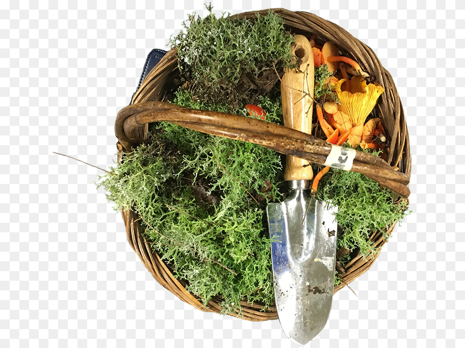 Edible Seaweed, Plant, Herbal, Herbs, Basket Png