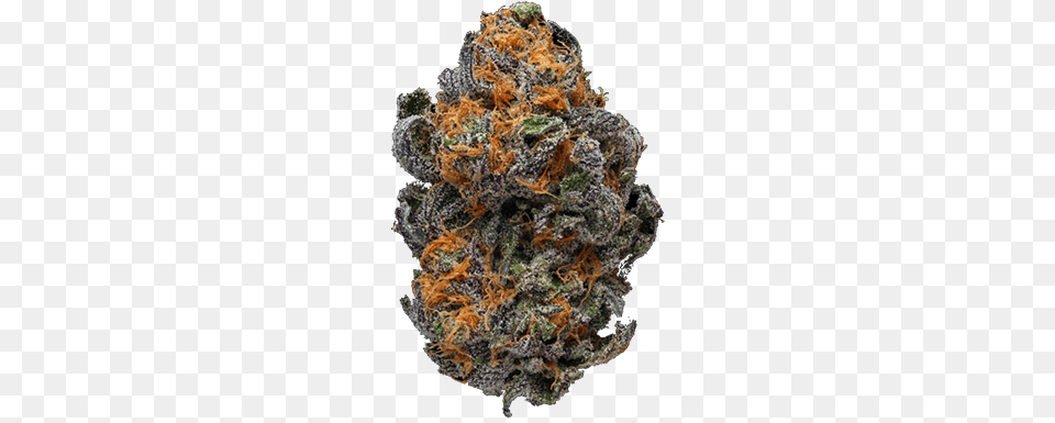 Edibles Online Weed Strains Weed Pictures Buy Cannabis Blue Dream, Plant, Lamp, Chandelier, Nature Free Png Download