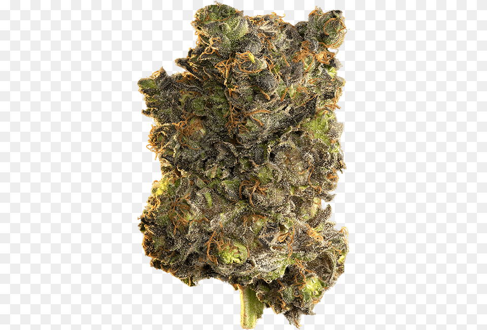 Edison Blue Velvet Cannabis, Plant, Weed, Bud, Flower Png Image
