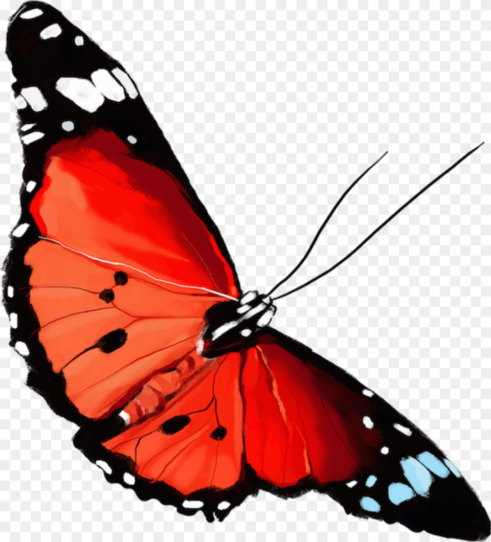 Edit Flowers Noce Brush Footed Butterfly, Animal, Insect, Invertebrate, Person Free Transparent Png