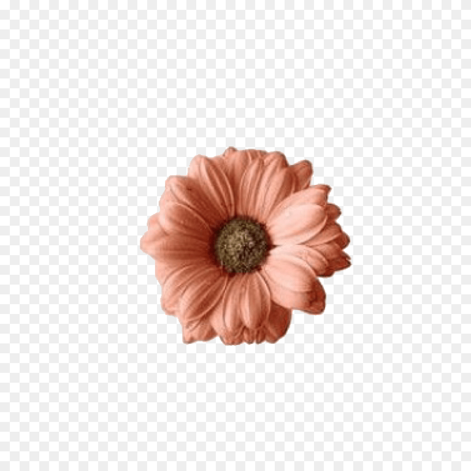 Edit Overlay Edits Overlays, Anemone, Anther, Dahlia, Daisy Png Image
