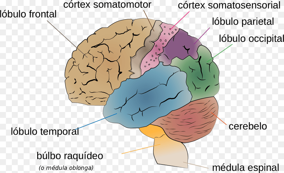 Editar A Fonte Human Brain, Baton, Face, Head, Person Free Transparent Png