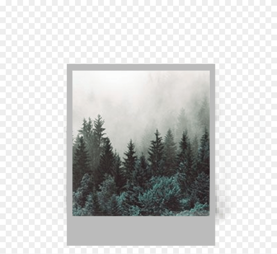 Edited Editit Photo Wood Forest Trees, Plant, Weather, Land, Nature Png