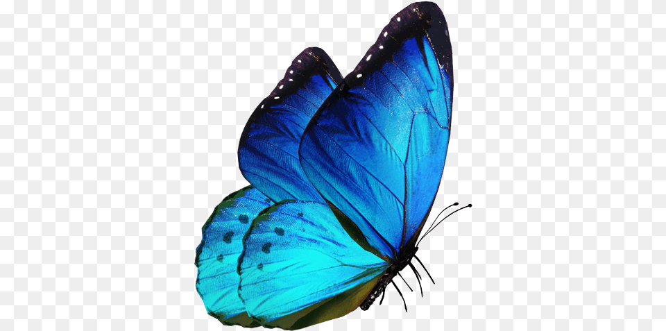 Editing Butterfly Download Butterfly For Editing, Animal, Insect, Invertebrate Free Transparent Png