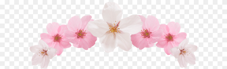 Editing Cute Bnw And Edit Impatiens, Flower, Plant, Cherry Blossom, Petal Free Transparent Png