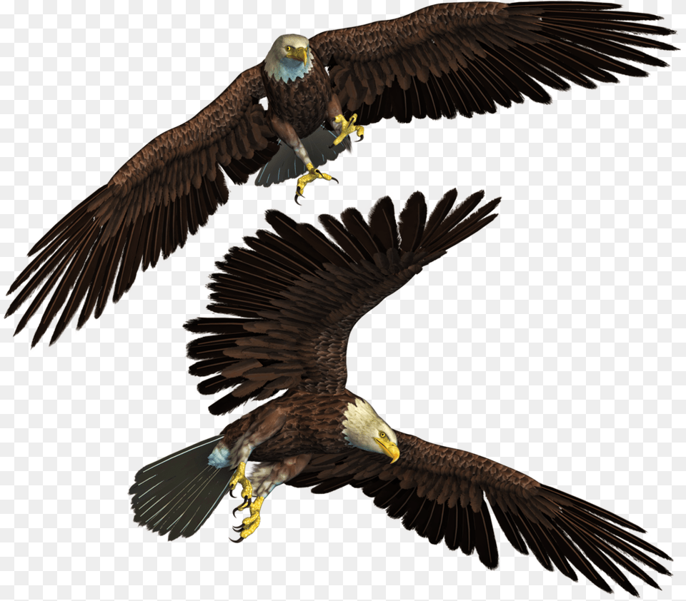 Editing For Photoshop, Animal, Bird, Eagle, Flying Png Image