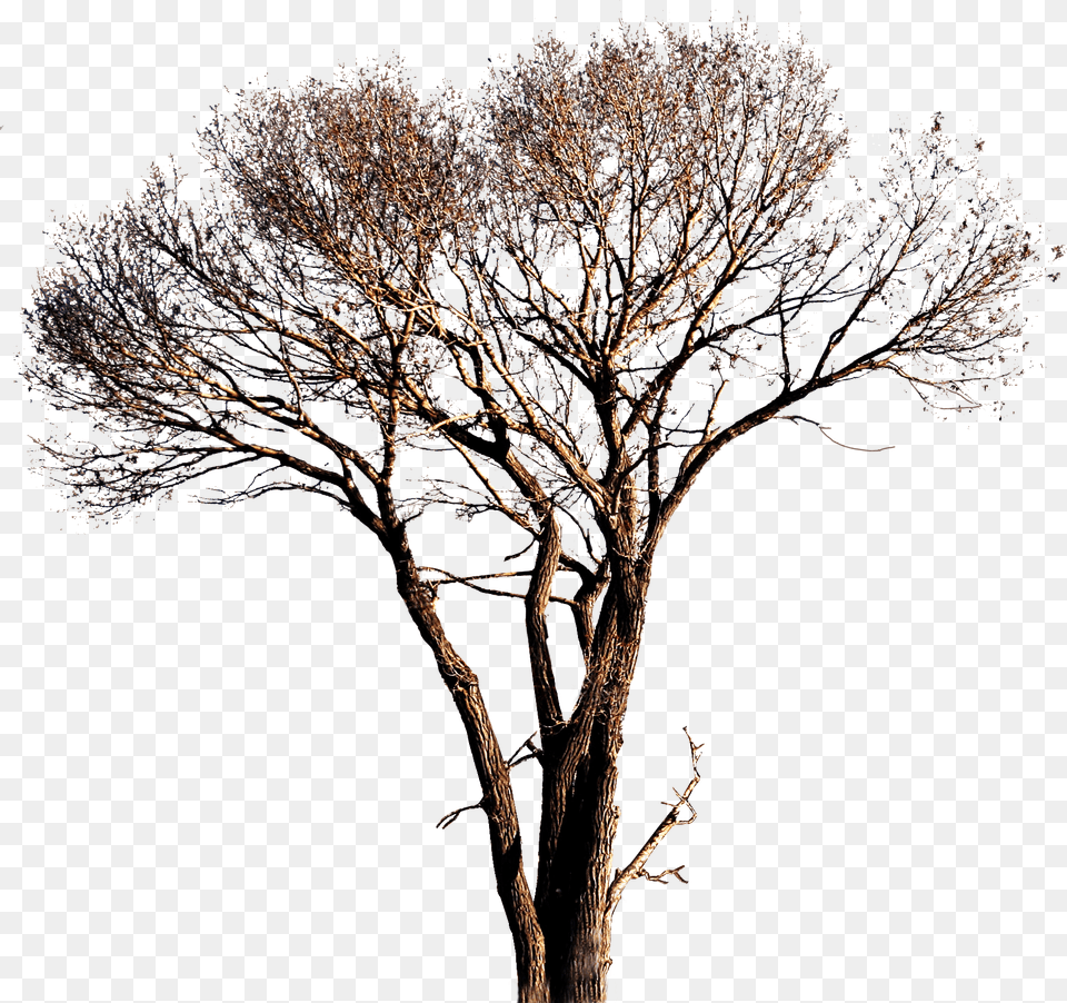Editing Material For Photoshop, Plant, Tree, Tree Trunk Png