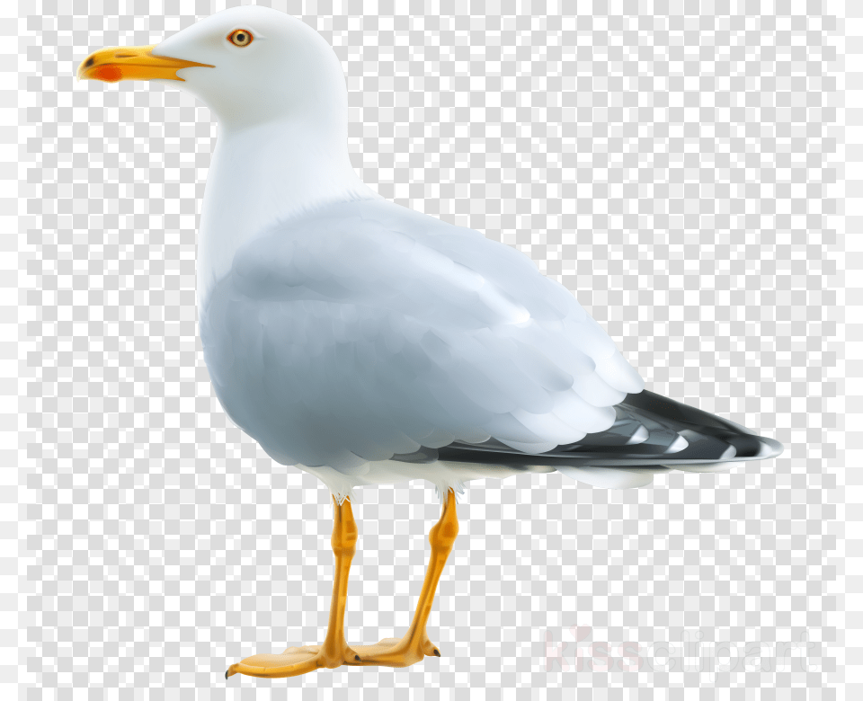 Education Icon Transparent Background Clipart Computer Picsart Hair Hd, Animal, Bird, Seagull, Waterfowl Png Image
