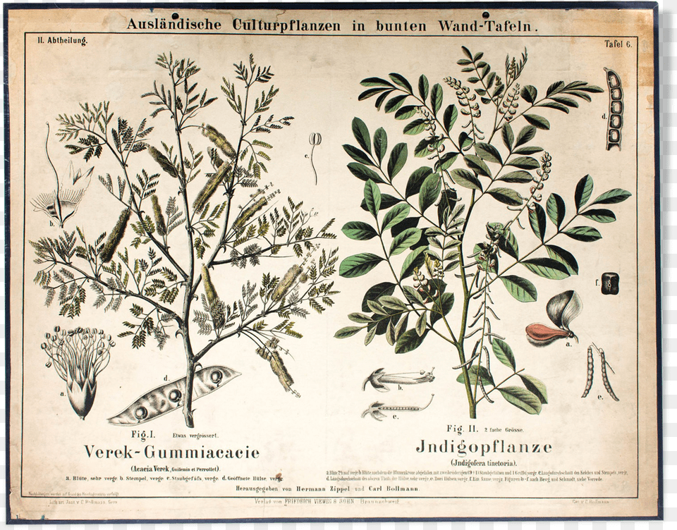 Educational Poster 1877 Indigo Plantsrc Https, Herbs, Astragalus, Flower, Herbal Png Image