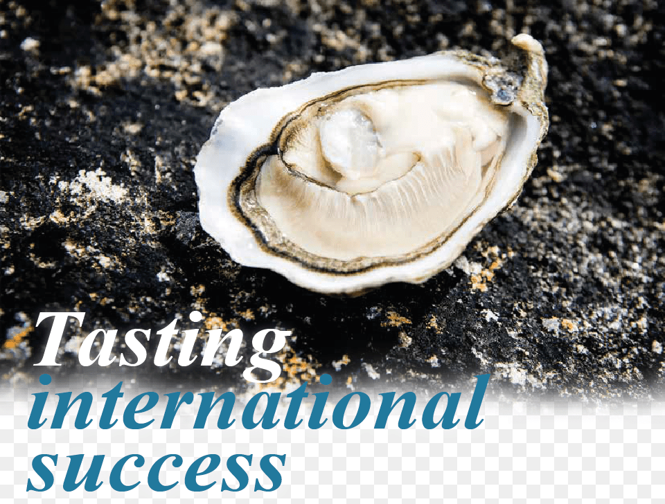 Edward Gallagher Director Irish Premium Oysters Says Gallagher Irish Oyster, Animal, Food, Sea Life, Seafood Png Image